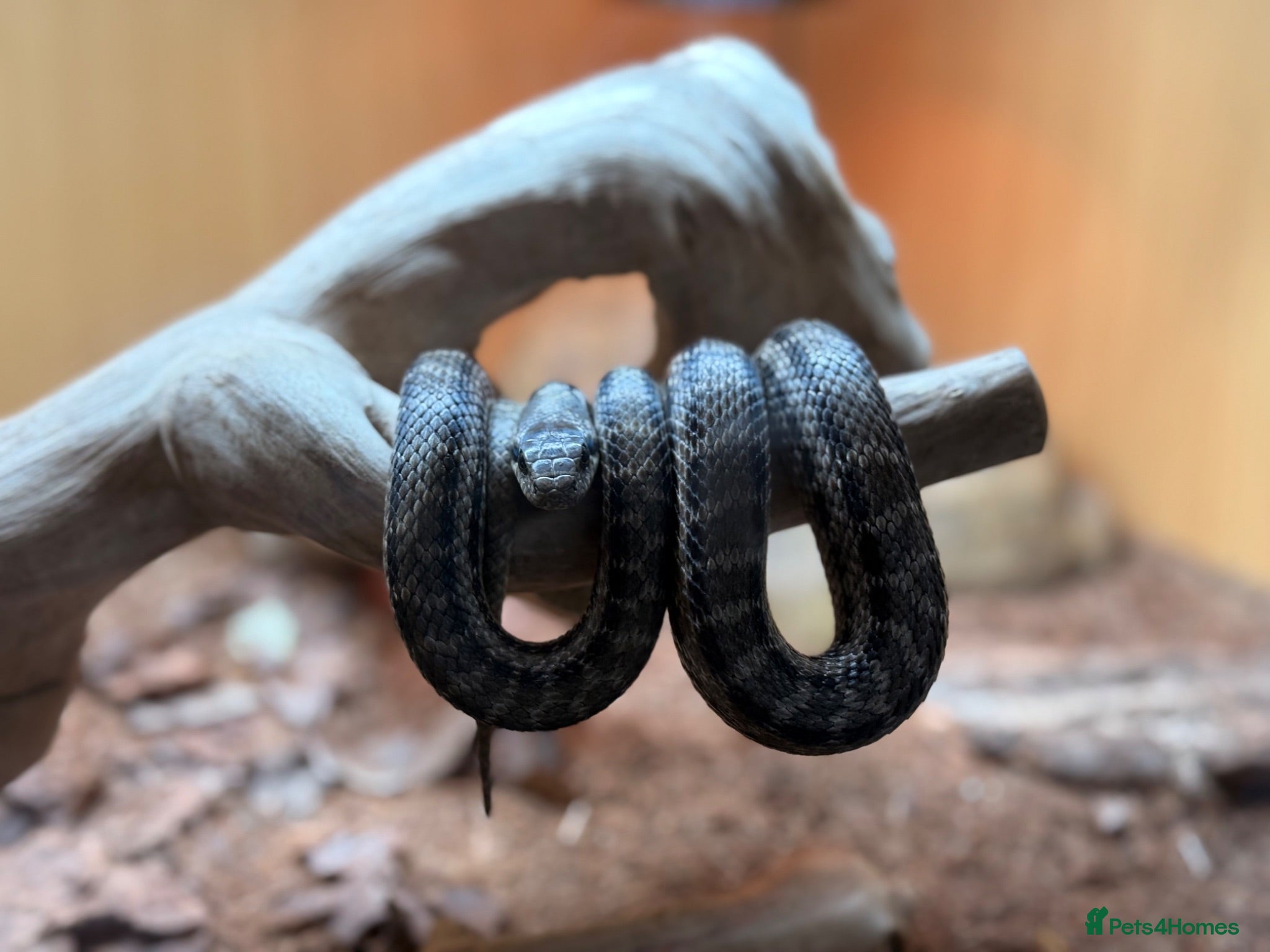 Rat Snake reptiles 4 Lined Rat Snake Male - Advert 4