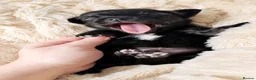 Pomchi dogs for sale: Pomchi puppies for sale in Jarrow - Advert 6