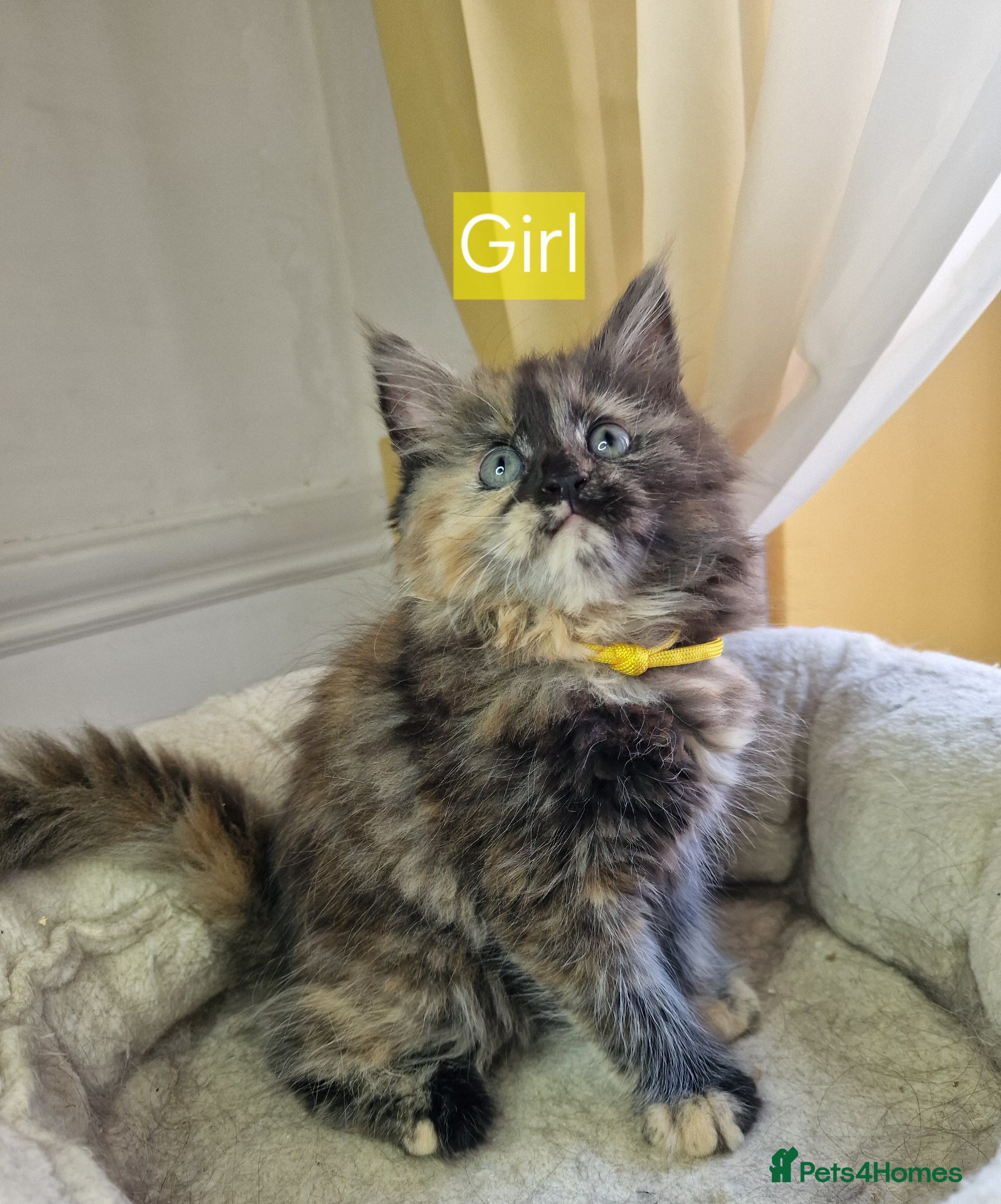 Maine Coon Kitten 4