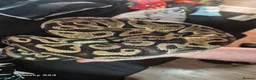 Python Snake reptiles for sale: Complete 4ft Vivexotic Stack & 4 Ball Pythons. in Chatham - Advert 16