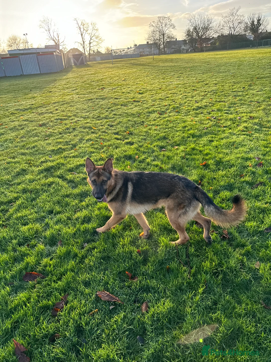 German Shepherd dogs for stud: Simba in Doncaster - Advert 4