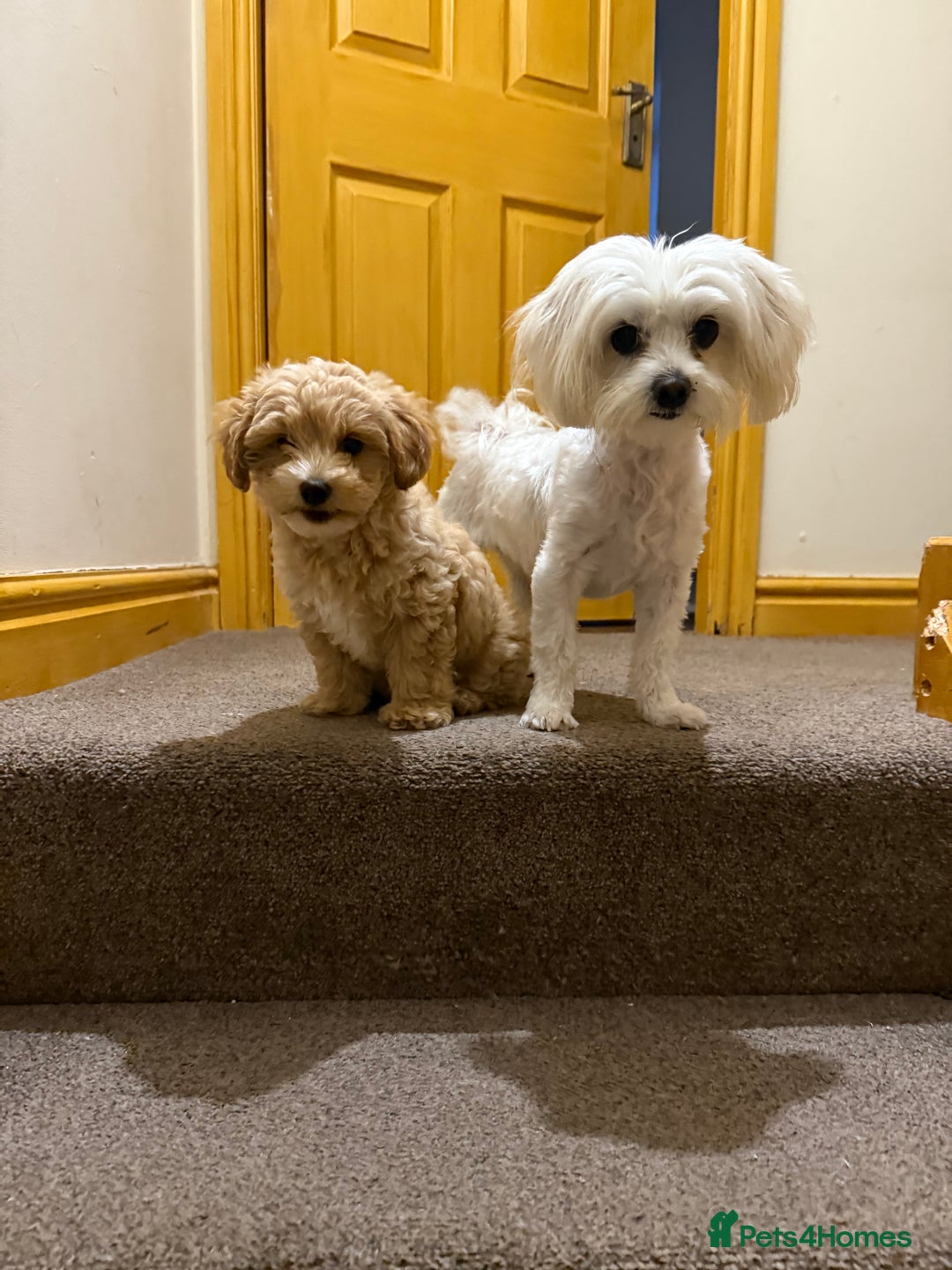 Maltipoo dogs for sale: Real life teddy bears f1 Maltipoo last 1!🐾🐶❤️💥 - Advert 5