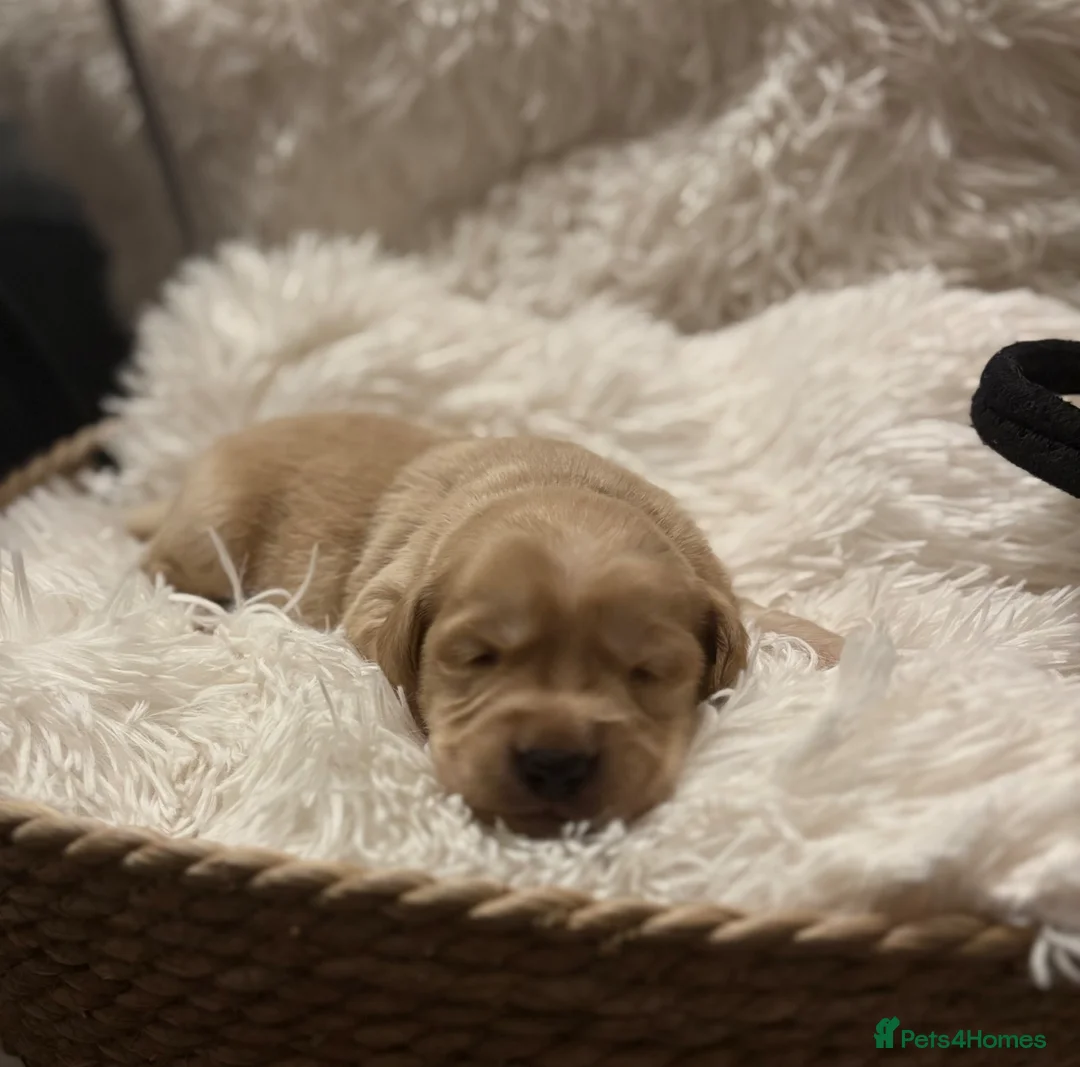 Cockerdor dogs for sale: Cockedor Puppies - Advert 16
