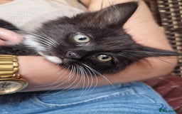 Ragdoll cats for sale: 6 CROSS RAGDOLL KITTENS WAITING FOR A LOVING HOME - Image 18