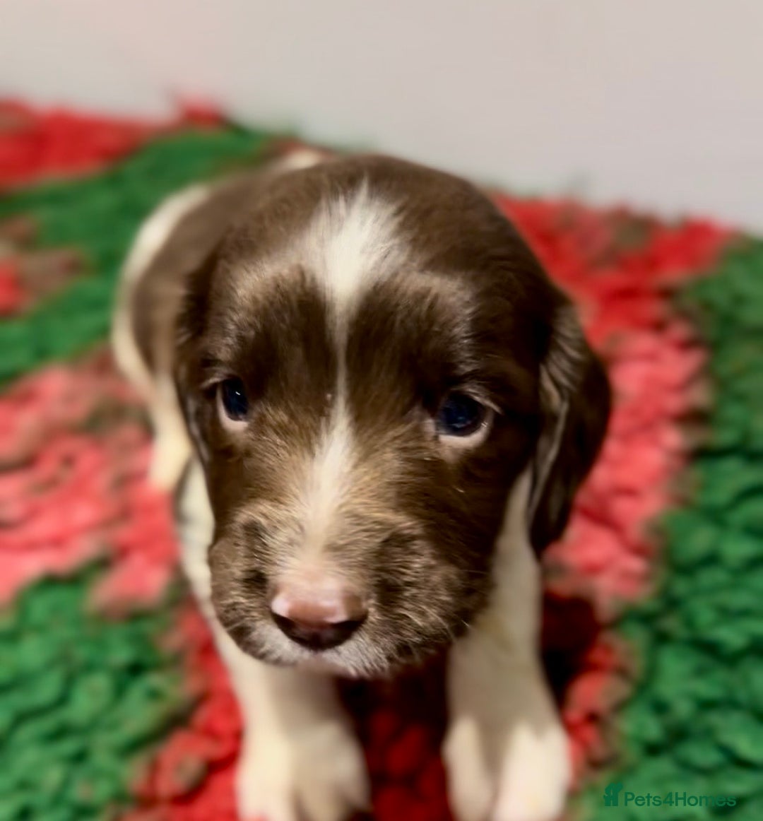 English Springer Spaniel dogs for sale: KC Working English springer spaniel puppies - Advert 16