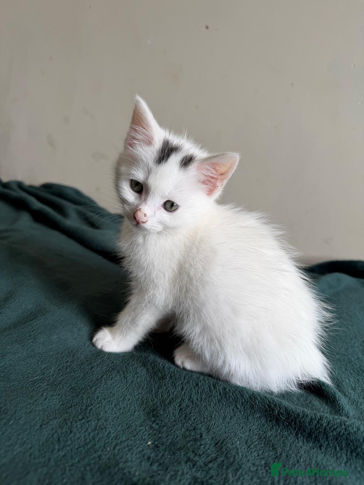 Mixed Breed cats Kittens beautiful playful  - Advert 3