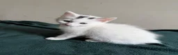 Mixed Breed cats for sale: Kittens beautiful playful  - Advert 1