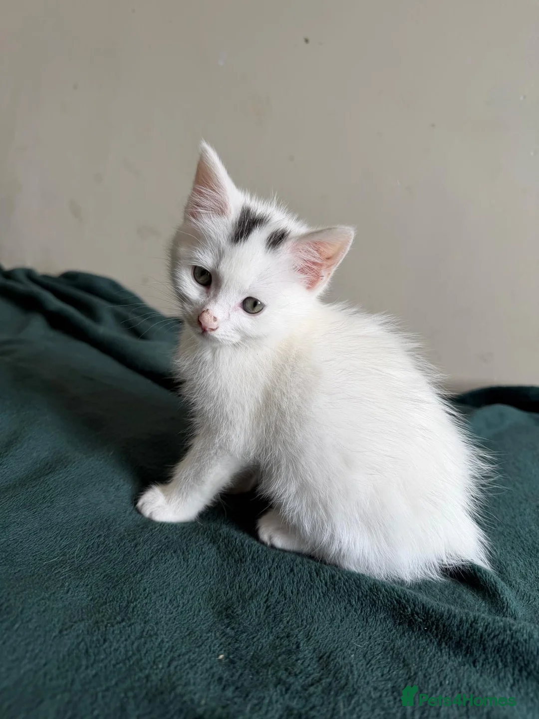 Mixed Breed cats for sale: Kittens beautiful playful  - Advert 1