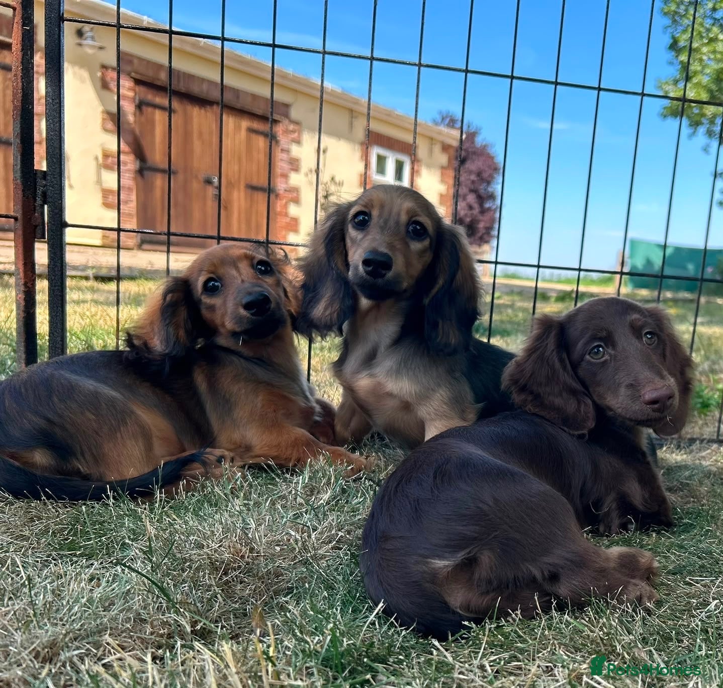 Miniature Dachshund dogs KC Registered Miniature Dachshunds at Westfena  - Advert 2