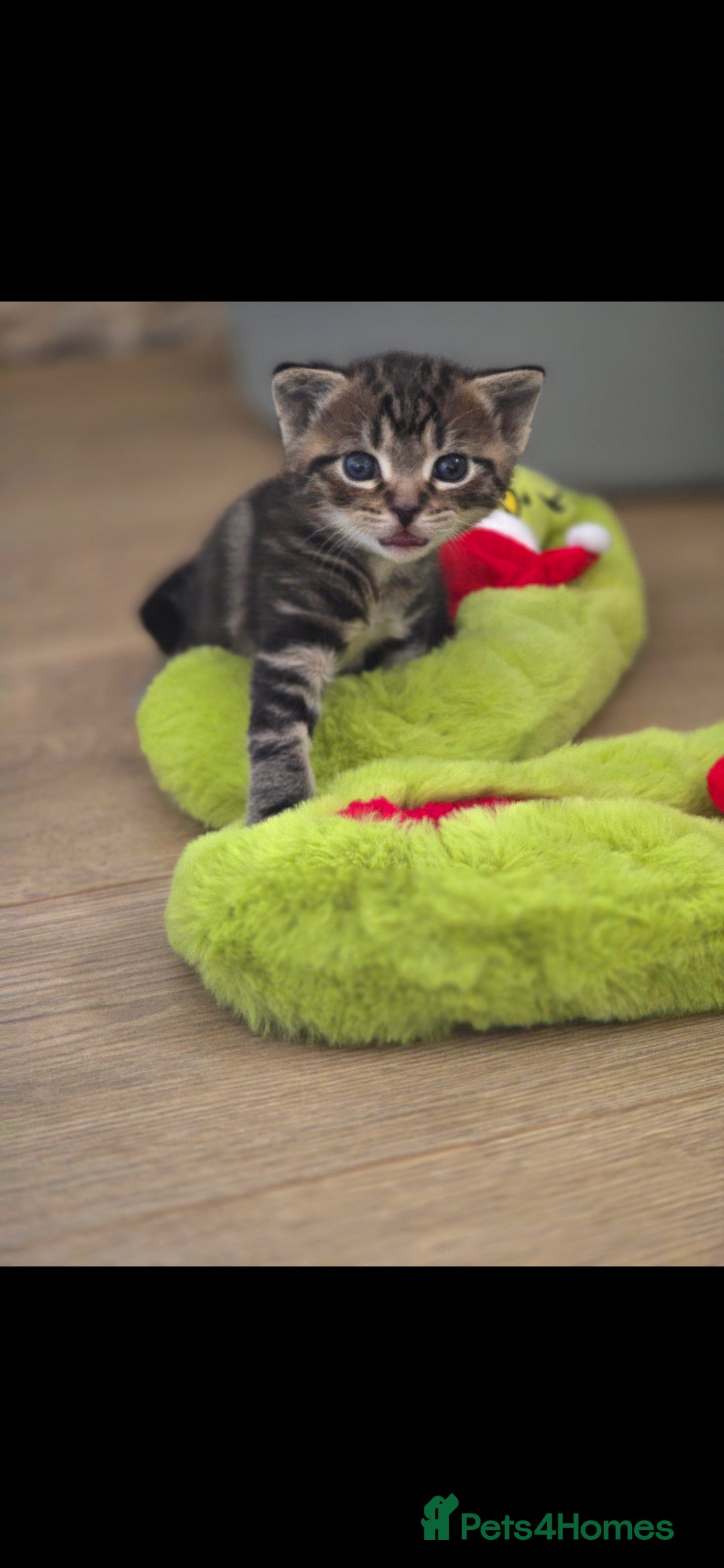 Domestic Shorthair cats for sale: Beautiful male tabby - Advert 3