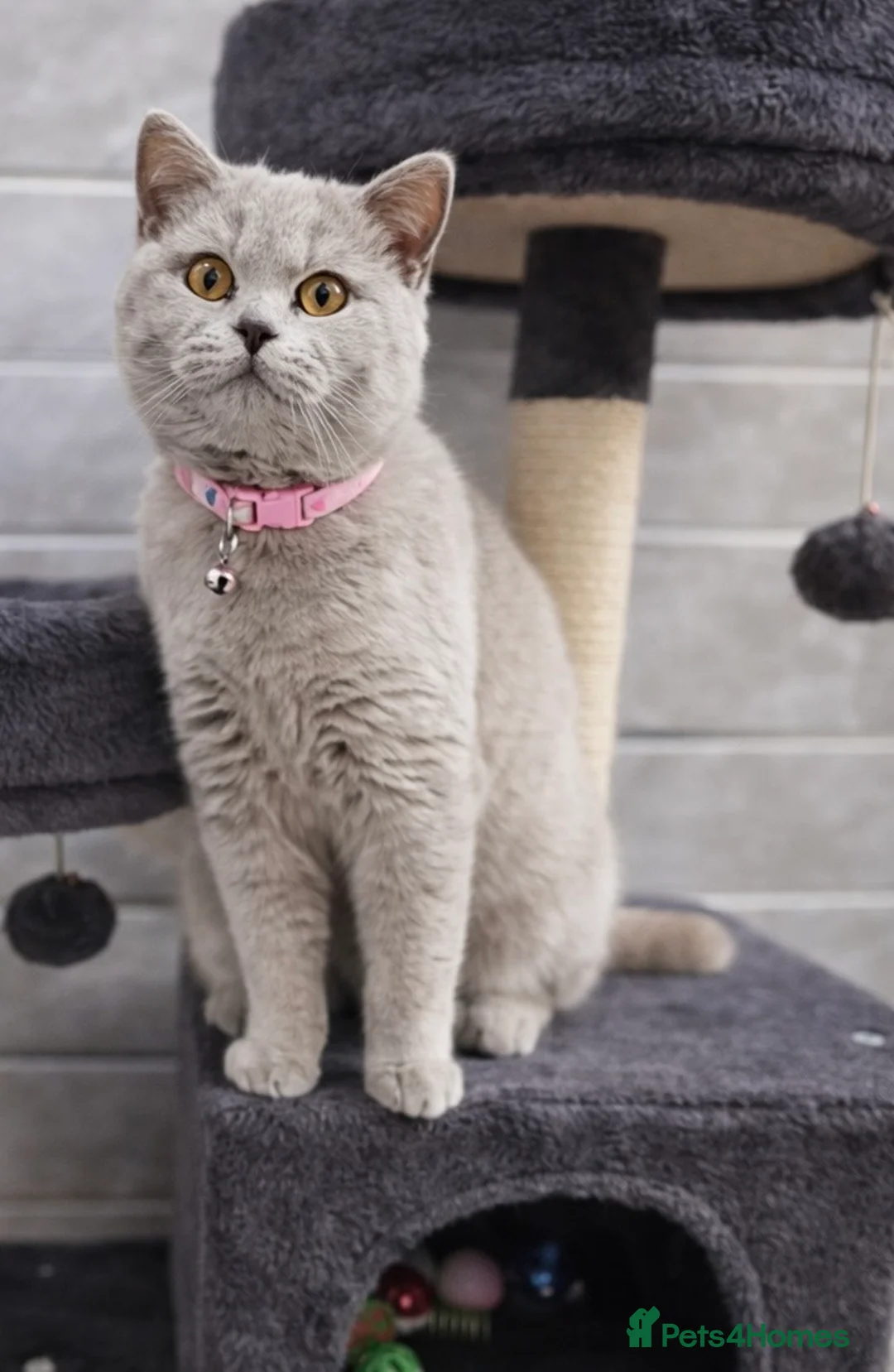 British Shorthair cats for sale: RARE Flame Point And Fawn Lilac British Shorthairs - Advert 6
