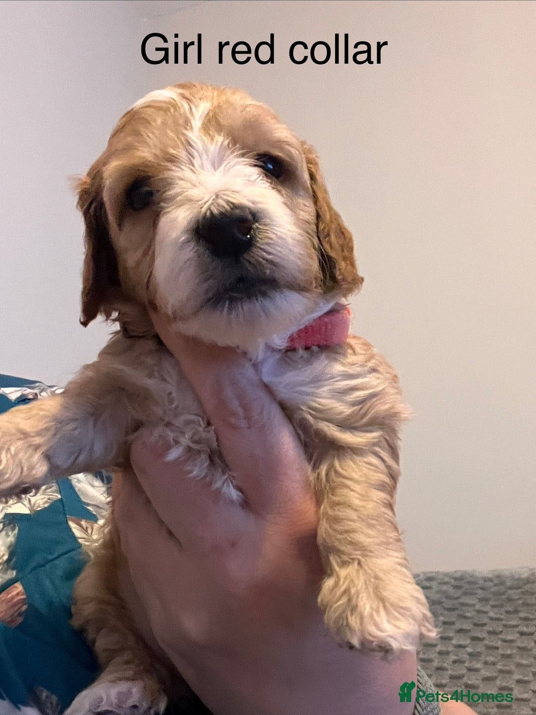 Cockapoo dogs for sale: Adorable F2 Cockapoo Puppies - Advert 17