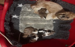 Shih Tzu dogs for sale: Kc Shih tzu  - Image 1