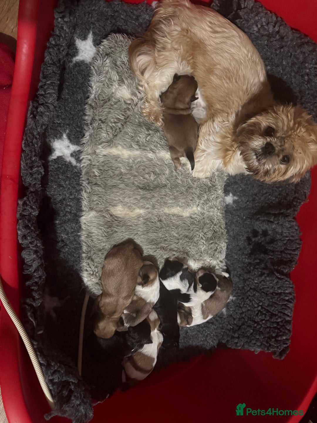 Shih Tzu dogs for sale: Kc Shih tzu  - Image 1
