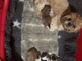 Shih Tzu dogs - Advert 1