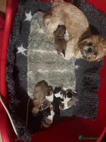 Shih Tzu dogs - Advert 7