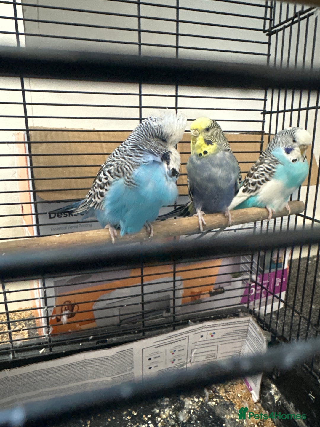 Budgerigars birds for sale: 3 mixed budgies - Advert 1
