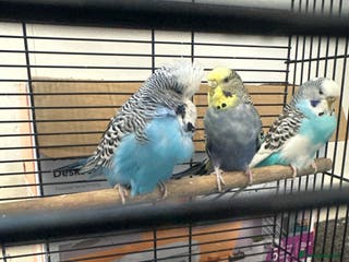 Budgerigars birds 3 mixed budgies - Advert 6