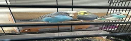 Budgerigars birds for sale: 3 mixed budgies - Advert 1