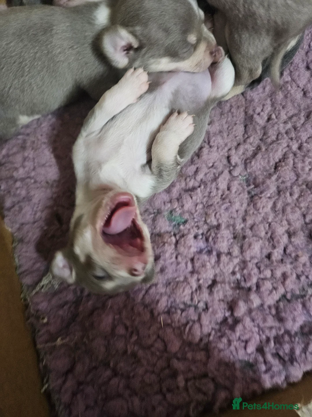 Chihuahua dogs for sale: Blue & tan and lilac & tan chihuahua puppies  - Advert 7