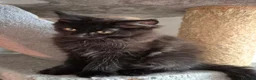 Maine Coon cats for sale: Maine coon kittens  - Advert 31