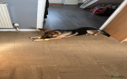 German Shepherd dogs for sale: German Shepherd 6 month old  - Image 5