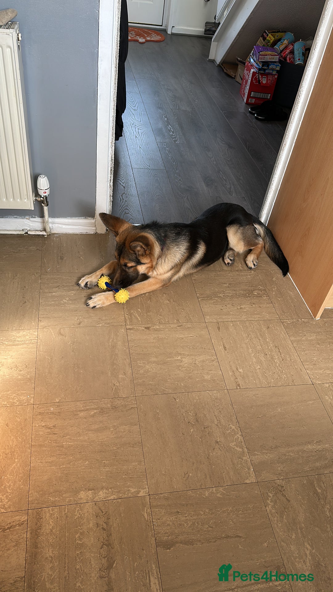 German Shepherd dogs for sale: German Shepherd 6 month old  - Image 5