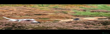 Cockapoo 1