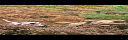 Cockapoo dogs for sale: Carter my handsome boy - Advert 2