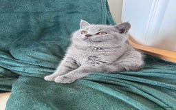 British Shorthair cats for sale: 🐾✨ Beautiful British Shorthair Cat Available ✨🐾 - Image 17
