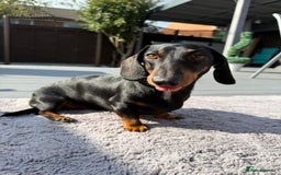 Miniature Dachshund dogs for stud: True Miniature Dachshund for stud only - Image 5