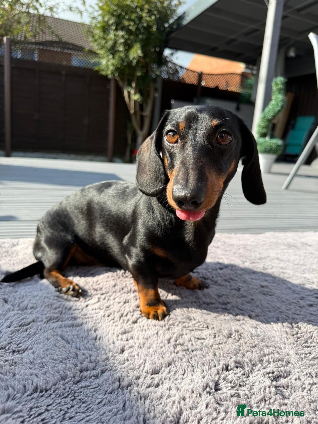 Miniature Dachshund dogs for stud: True Miniature Dachshund for stud only - Image 5