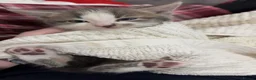 Domestic Shorthair cats for sale: Beautiful male kitten - Advert 4