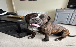 Mixed Breed dogs for sale: Looking to rehome bear, 2 year mastiff/rotti - Image 6