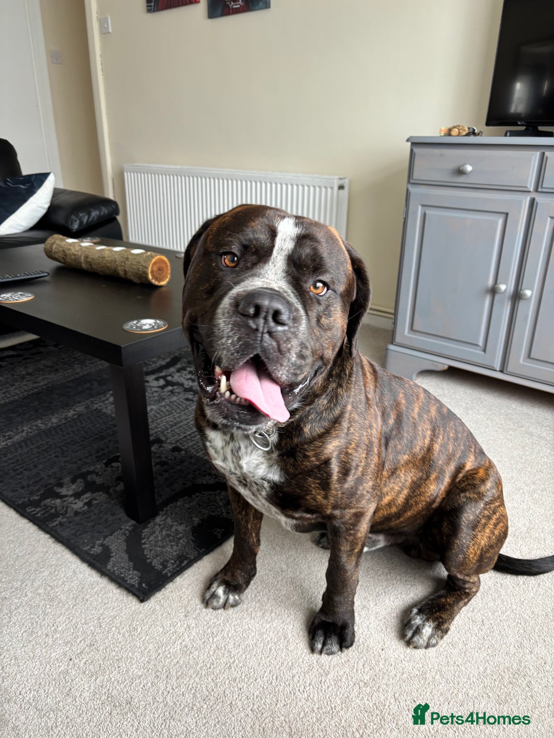Mixed Breed dogs for sale: Looking to rehome bear, 2 year mastiff/rotti - Image 6