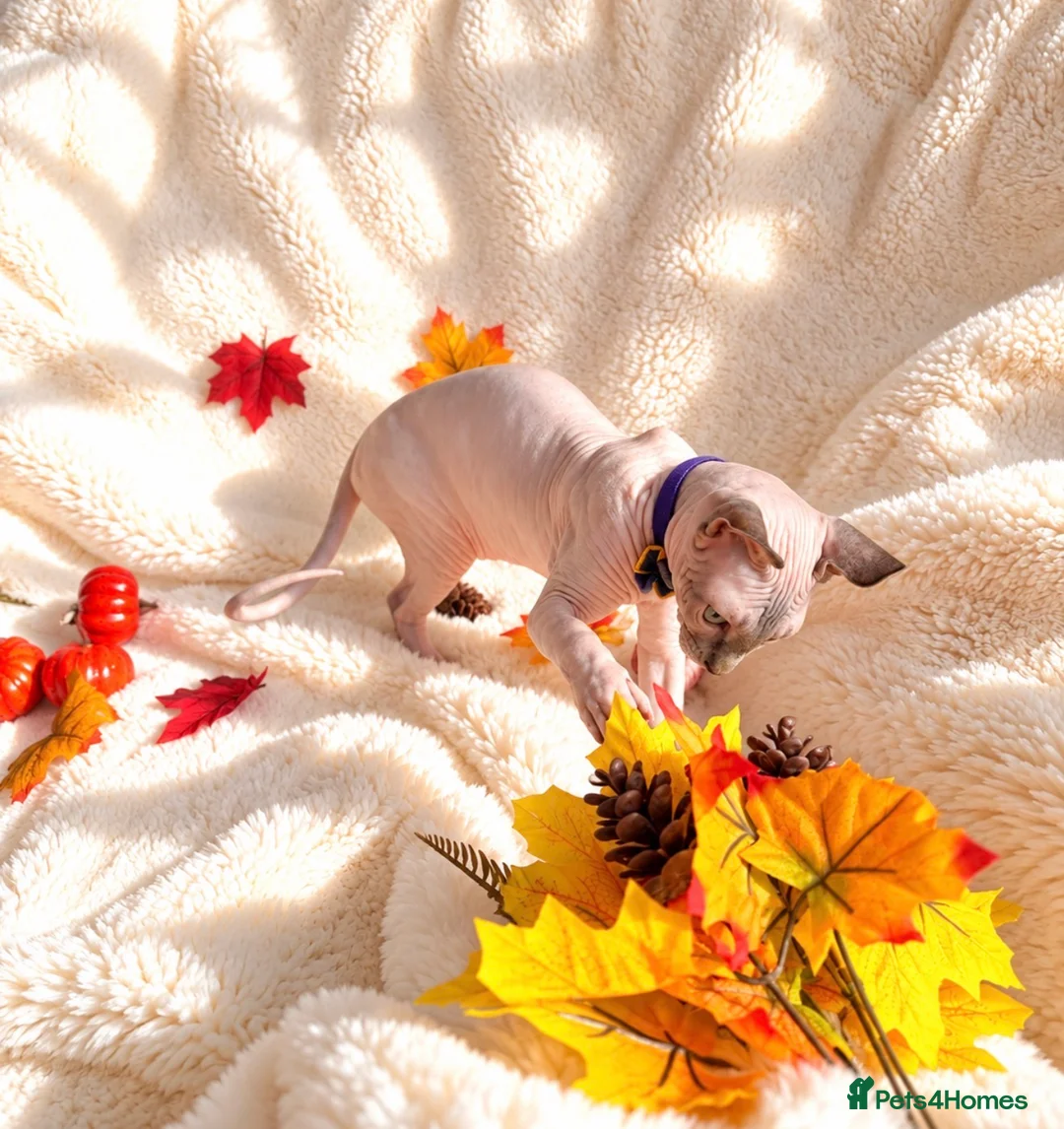 Sphynx cats for sale: Beautiful Male Elf Sphynx Kitten – Marcus - Advert 9