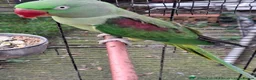 Parakeets birds for sale: Alexandra parrot  in Southampton - Advert 2