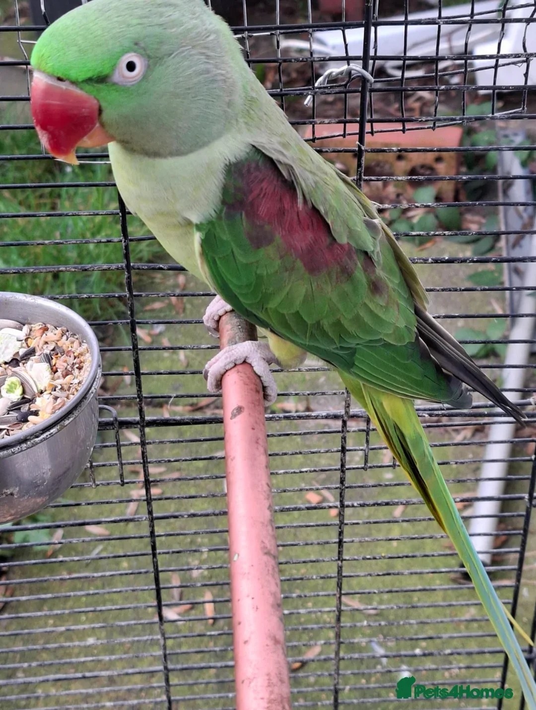 Parakeets birds for sale: Alexandra parrot  in Southampton - Advert 2