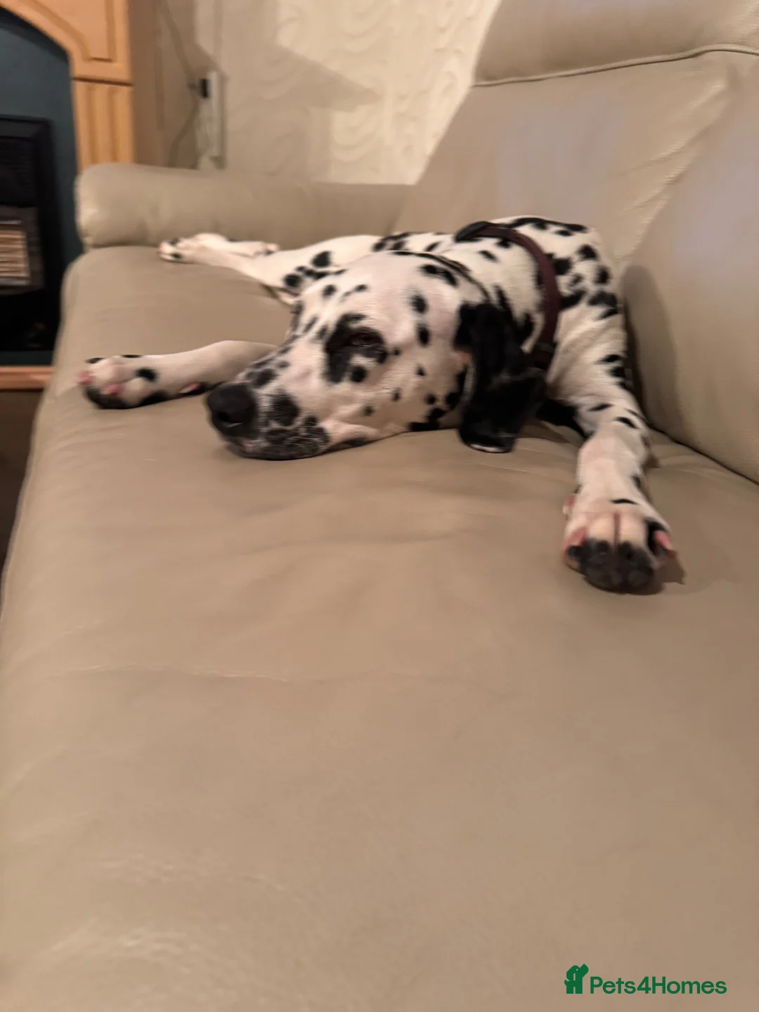 Dalmatian dogs for sale: Dalmation girl  in Banff - Advert 2