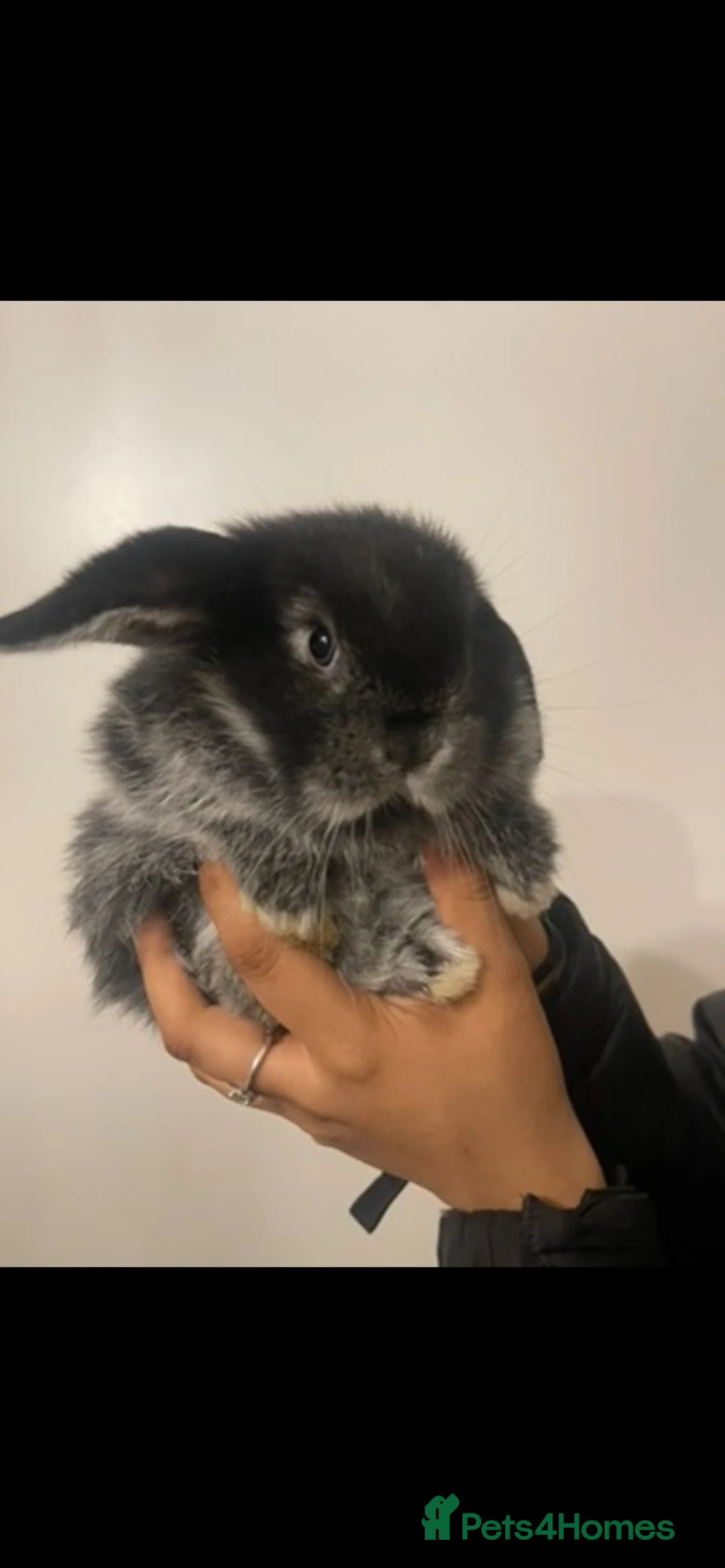 Mini Lion Lop rabbits for sale: Mini lion lop bunnies  - Advert 4