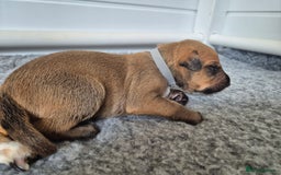 Mixed Breed dogs for sale: Lurcher x staff  in Sturminster Newton - Image 29
