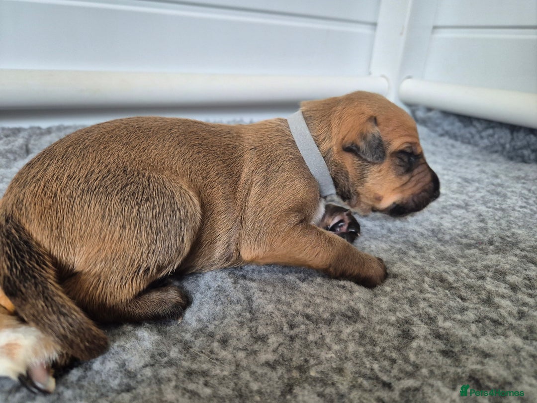 Mixed Breed dogs for sale: Lurcher x staff  in Sturminster Newton - Image 29