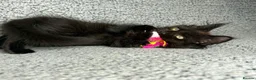 Maine Coon cats for sale: GCCF Maine Coon Kittens.  - Advert 19