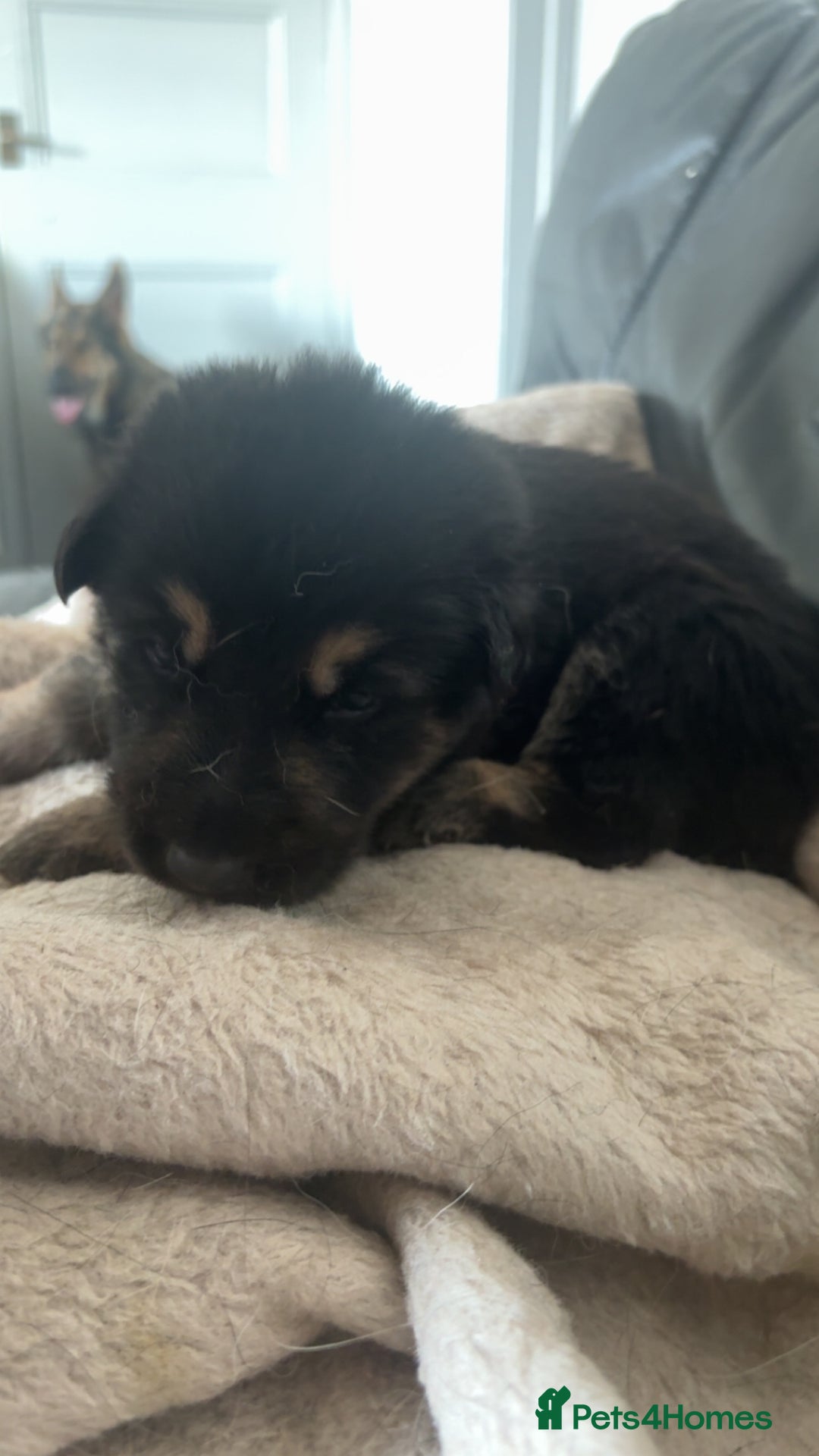 German Shepherd dogs for sale: German shepherd pups - Image 16