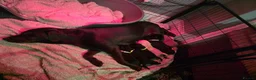 Labrador Retriever dogs for sale: 8 labrabdor puppies - Advert 22