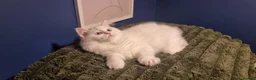 Ragdoll cats for sale: A very rare litter of kittens.  - Advert 24