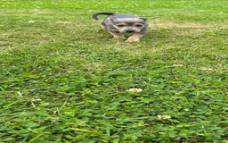 Jack Russell dogs for sale: Jack Russell, stunning litter,  in Doncaster - Image 34