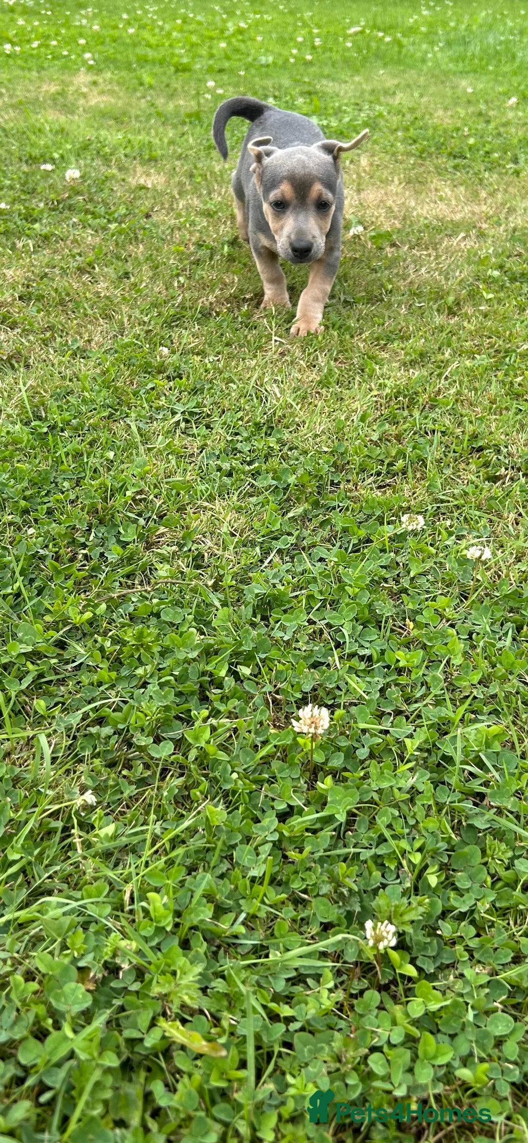 Jack Russell dogs for sale: Jack Russell, stunning litter,  in Doncaster - Image 34