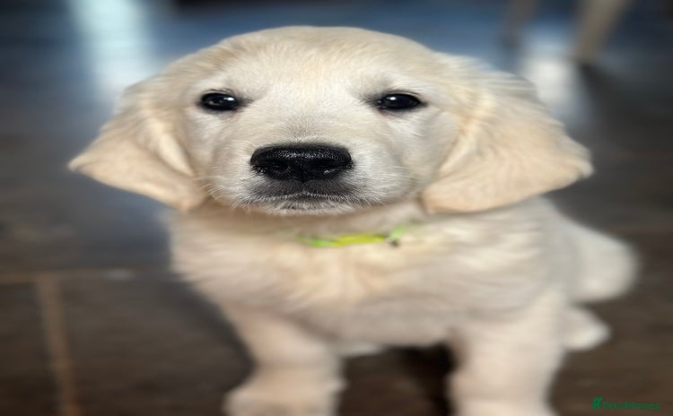 Golden Retriever dogs - Advert 5