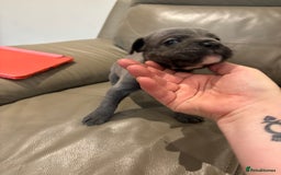 Mixed Breed dogs for sale: canó corso cross british bulldog puppy’s  - Image 18